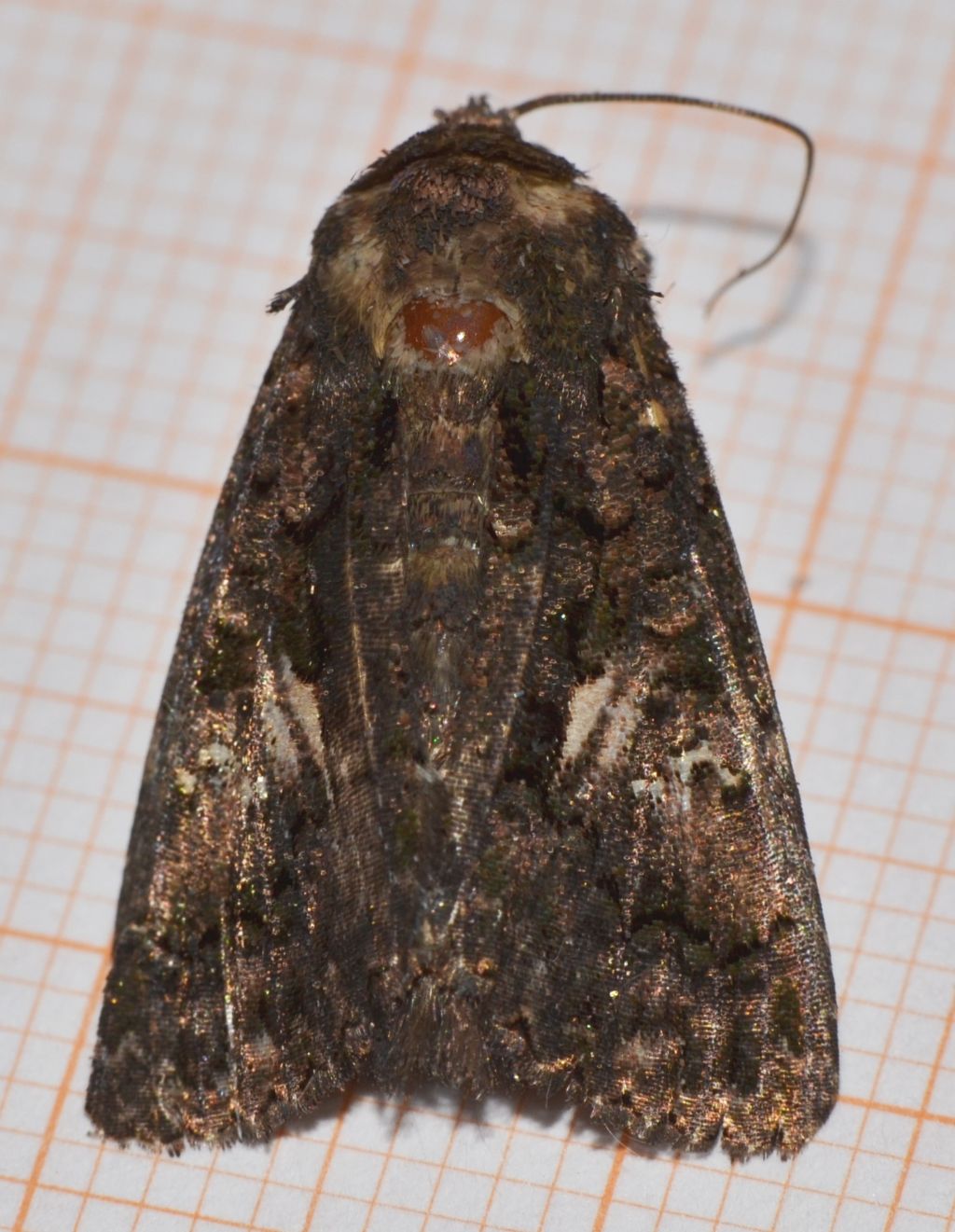 Melanchra persicariae ? (114)